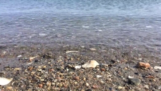 Horseshoe Crab, Arthropod, Invertebrate, Beach, Sea, Sand