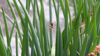 Horsetail, Fern Ally, Plant, Vascular Plant, Insect, Grass