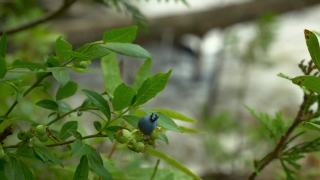 Huckleberry, Berry, Blueberry, Shrub, Fruit, Edible Fruit