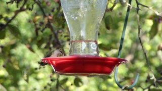 Hummingbird, Bird, Glass, Alcohol, Drink, Bird Feeder