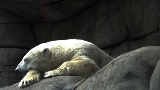 Ice Bear, Bear, Mammal, Wildlife, Wild, Fur