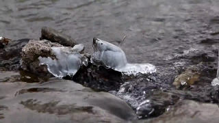Ice, Water, Bird, Snow, River, Ptarmigan