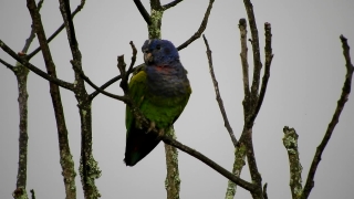 Indigo Bunting, Bird, Bunting, Finch, Parrot, Beak