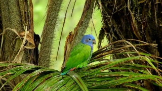 Indigo Bunting, Bird, Bunting, Parrot, Finch, Beak