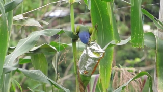 Indigo Bunting, Bird, Plant, Bunting, Wildlife, Tree