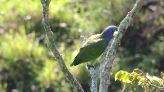 Indigo Bunting, Bunting, Finch, Bird, Wildlife, Beak