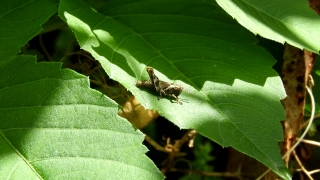Insect, Animal, Arthropod, Larva, Plant, Leaf