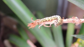 Insect, Animal, Arthropod, Leaf, Wildlife, Close