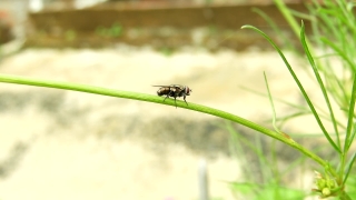 Insect, Ant, Arthropod, Beetle, Invertebrate, Bug