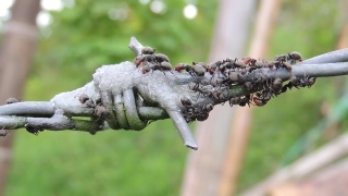 Insect, Ant, Arthropod, Close, Invertebrate, Plant