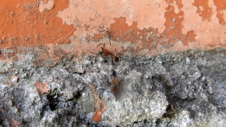 Insect, Ant, Arthropod, Texture, Rough, Invertebrate