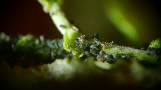 Insect, Ant, Larva, Arthropod, Animal, Organism