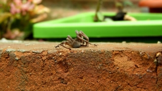 Insect, Arthropod, Ant, Brown, Close, Leaf