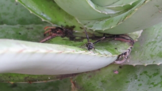 Insect, Arthropod, Ant, Invertebrate, Animal, Leaf