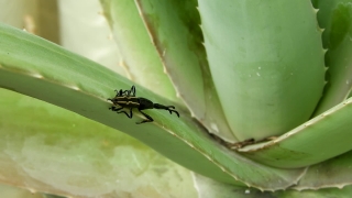 Insect, Arthropod, Ant, Invertebrate, Beetle, Close