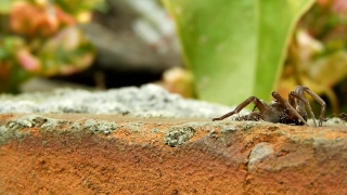 Insect, Arthropod, Ant, Invertebrate, Close, Brown