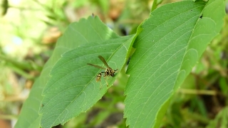 Insect, Arthropod, Ant, Invertebrate, Cricket, Close