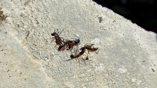 Insect, Arthropod, Ant, Invertebrate, Earwig, Animal