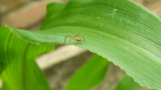 Insect, Arthropod, Beetle, Ant, Leaf Beetle, Invertebrate