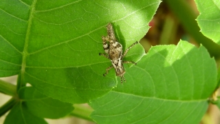 Insect, Arthropod, Beetle, Grasshopper, Leaf, Invertebrate