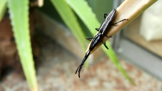 Insect, Arthropod, Bird, Wildlife, Fly, Invertebrate