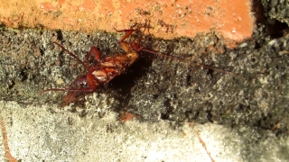 Insect, Arthropod, Cockroach, Invertebrate, Ant, Crustacean