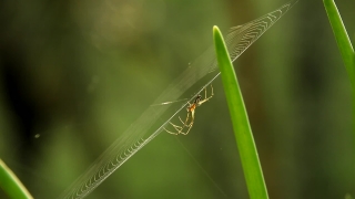 Insect, Arthropod, Damselfly, Dragonfly, Mosquito, Grass