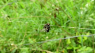 Insect, Arthropod, Dragonfly, Fly, Plant, Bug