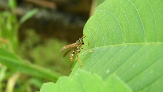Insect, Arthropod, Fly, Invertebrate, Bug, Close