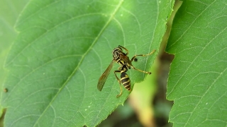 Insect, Arthropod, Grasshopper, Invertebrate, Leaf, Bug