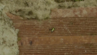 Insect, Arthropod, Invertebrate, Arachnid, Spider, Animal