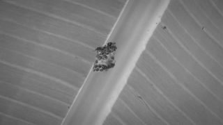 Insect, Arthropod, Invertebrate, Worker, Ladybug, Beetle