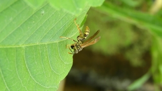 Insect, Arthropod, Leaf, Close, Wildlife, Invertebrate