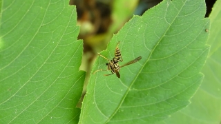 Insect, Arthropod, Leaf, Invertebrate, Cricket, Bug