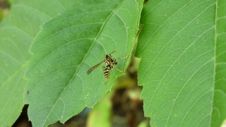 Insect, Arthropod, Leaf, Invertebrate, Plant, Beetle