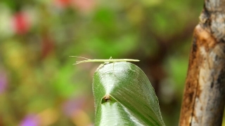 Insect, Arthropod, Leaf, Plant, Lacewing, Close