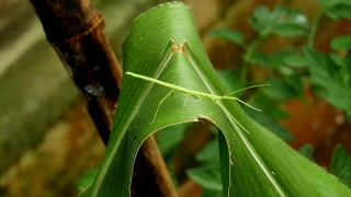 Insect, Arthropod, Leafhopper, Invertebrate, Plant, Close