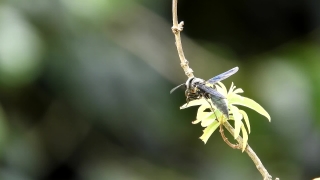 Insect, Arthropod, Long-horned Beetle, Plant, Beetle, Close