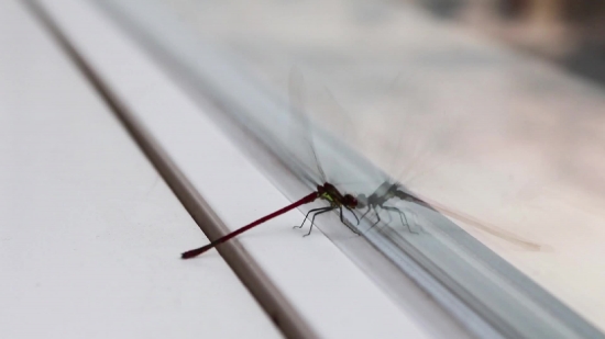 Insect, Arthropod, Mosquito, Ant, Invertebrate, Bug