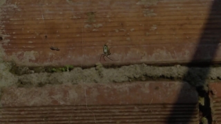 Insect, Arthropod, Old, Texture, Wall, Wood
