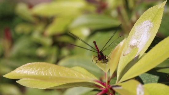 Insect, Arthropod, Plant, Ant, Invertebrate, Close