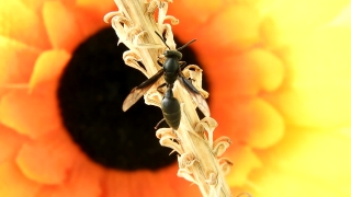 Insect, Arthropod, Plant, Bee, Invertebrate, Flower