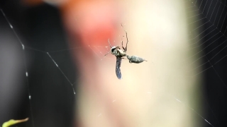 Insect, Arthropod, Spider, Weevil, Beetle, Arachnid