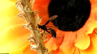 Insect, Arthropod, Worker, Wasp, Invertebrate, Close