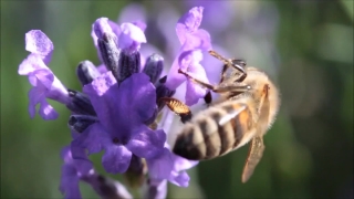 Insect, Bee, Plant, Flower, Vascular Plant, Purple