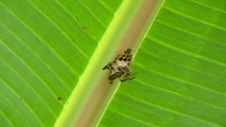 Insect, Beetle, Arthropod, Ladybug, Plant, Weevil