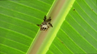 Insect, Beetle, Ladybug, Arthropod, Plant, Bug