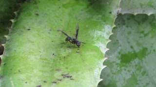 Insect, Beetle, Long-horned Beetle, Arthropod, Invertebrate, Animal