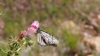 Insect, Butterfly, Herb, Plant, Flower, Fly