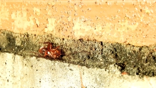 Insect, Cockroach, Old, Arthropod, Aged, Grunge